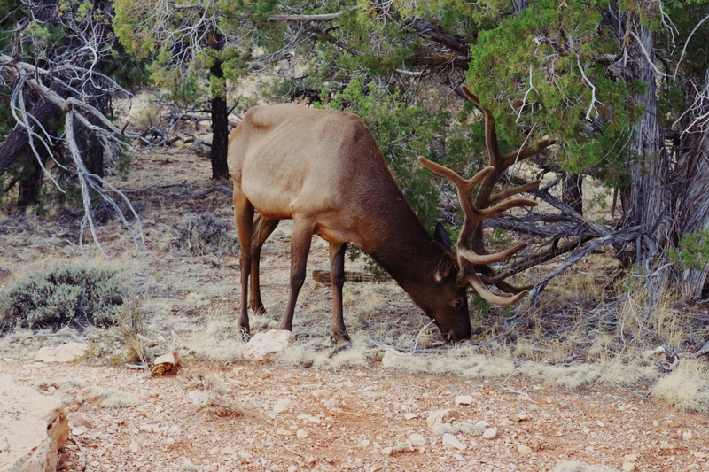 A wild elk appears!
